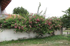 Allamanda blanchetii